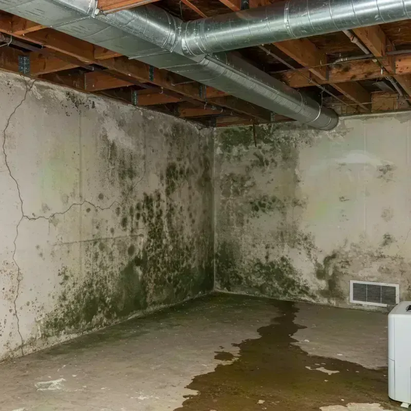 Professional Mold Removal in Milaca, MN